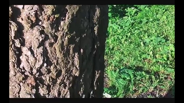 Rain.Вариативность.Александр Измаилкин.2018год