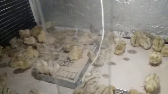 Итоги инкубации перепелинных яиц. смотреть онлайн