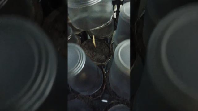 Выращивание малины крапивкой, первая есть?? #ежевика #малина #рассада #маточныйкорень #набалконе смотреть онлайн