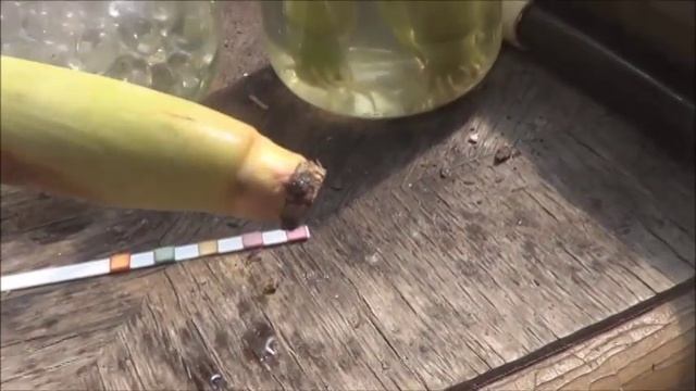 How to Root Lemongrass for your Garden смотреть онлайн