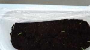 Гиппеаструм (амариллис), выгонка семян из семенной коробочки.СЕМЕНА ВЗОШЛИ!!!!