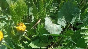 Сбор мать-и-мачехи и полевого хвоща.