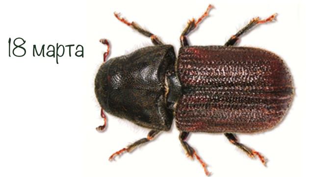 Лесные вредители | Усатые, пернатые и хвостатые смотреть онлайн