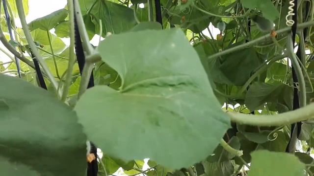 Как вырастить дыни на Урале. Июнь - больше 40 дынь на 3м2 в теплице на парнике. смотреть онлайн