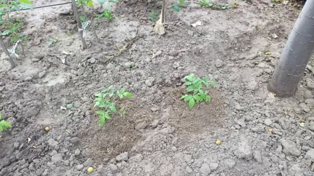 УДОБРЕНИЕ НА КАЖДЫЙ ДЕНЬ. КОФЕЙНАЯ ГУЩА .Vselennaya uvlecheniy смотреть онлайн
