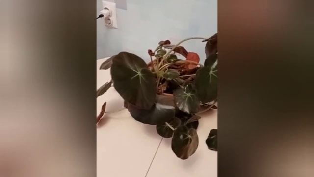 Бегония Фиста уход и размножение. смотреть онлайн