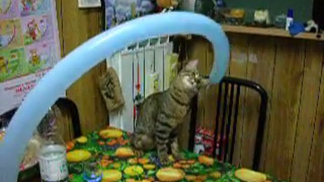 Gatto che gioca con il palloncino! смотреть онлайн