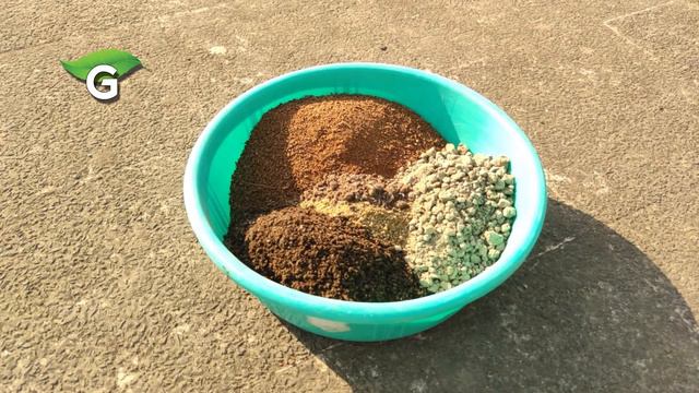 ব্রাহ্মী শাক চাষ পদ্ধতি ও ব্রাহ্মী শাকের উপকারিতা | How to grow Brahmi plant at home смотреть онлайн