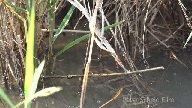 Burmese PYTHON, WILD LIFE FILMS VIETNAM-DOCUMENTARY FILM PRODUCTION Ho Chi Minh City, Vietnam смотреть онлайн