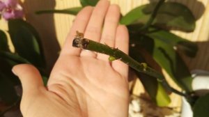 ОРХИДЕИ ИЗ ЦВЕТОНОСА!!!! СУПЕР СПОСОБ УКОРЕНЕНИЯ И РАЗМНОЖЕНИЕ ОРХИДЕЙ!!! #1