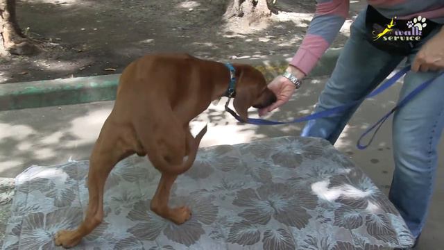 Щенок риджбек, дрессировка команда место подробно, хорошая пищевая реакция смотреть онлайн