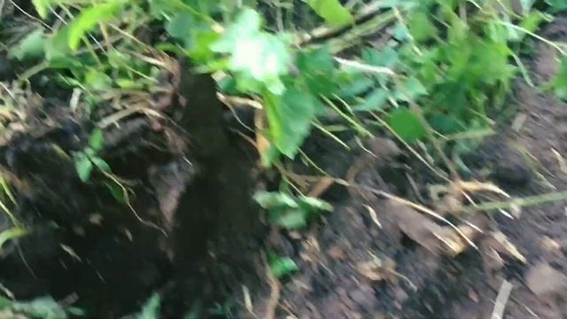 КОП 2021. Часик прошёлся с металлоискателем MD6250 (ACE 250)