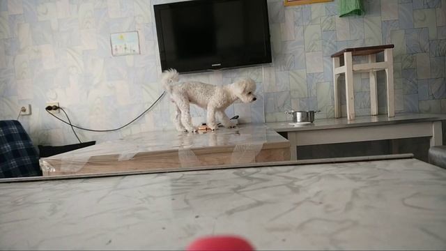 Как отучить собаку воровать со стола. смотреть онлайн