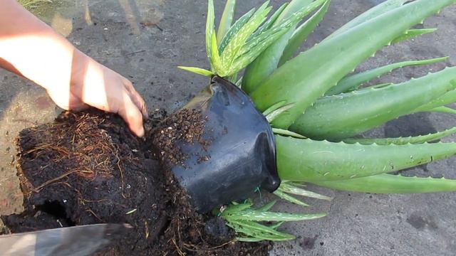How To Layer, Cut And Repot Big Aloe Vera Plant