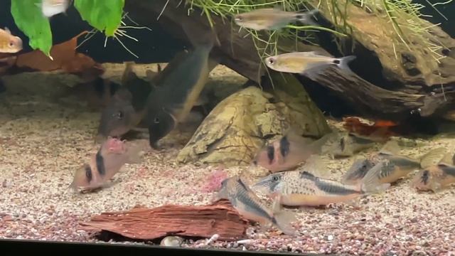 Corydoras & Brochis Feed California Blackworms