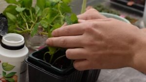 Черенкование мяты