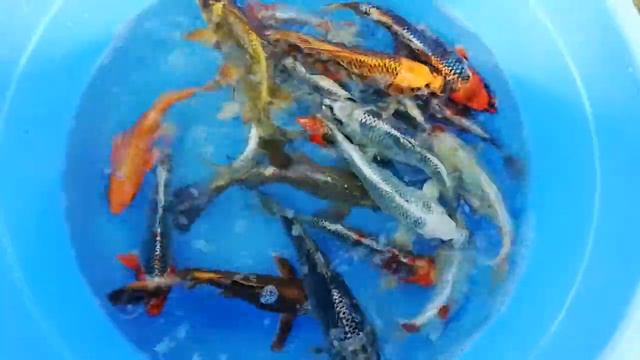 Продажа карпа кои, Куджаку и матцуба. смотреть онлайн