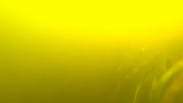 Купаюсь с видеокамерой . Пляж нашей деревне. Погарский район. смотреть онлайн