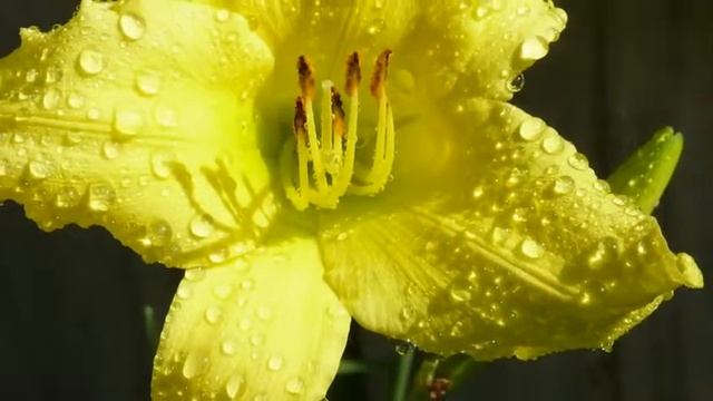 Panasonic Lumix Fz50 Equipada #95 смотреть онлайн