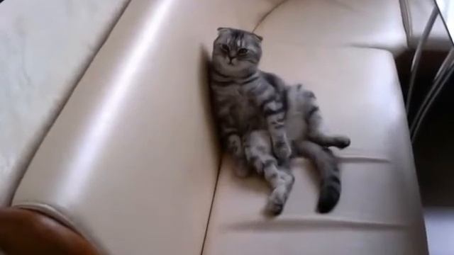 самое ленивое вислое ухо смотреть онлайн