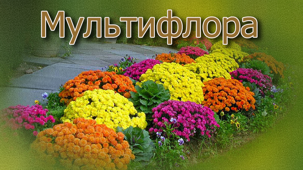 Мультифлора. Хризантемы
