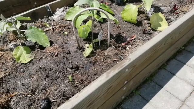 СТРОИМ НОВЫЙ ЗАБОР | ЗАКАНЧИВАЮ С ОГОРОДОМ | ЭКСПЕРИМЕНТ С БАМИЕЙ И ЛУК ПОРЕЙ | ДАЧНЫЙ ВЛОГ #7 смотреть онлайн