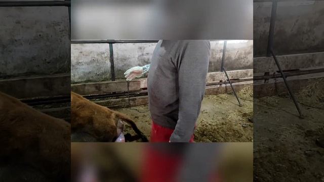 Исправления неправильного расположение плода у коровы. смотреть онлайн