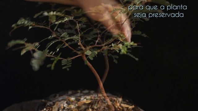 Tamarindos - Tamarindus indica (podas - vídeo 5) смотреть онлайн