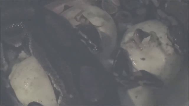 Steamwerks' FLog: 4/21/2015-Maternal Incubation-WC Ball Python-Hatching! смотреть онлайн