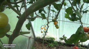 Томат ЧЕРРИ КРАСКИ. Самый сладкий томат.