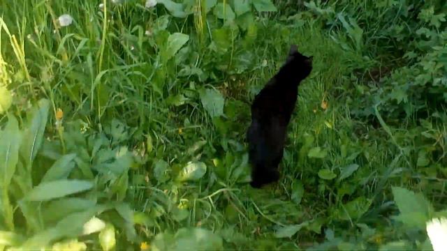 кот Кузий. Прогулка по Подмосковным джунглям. Прыжки по деревьям. Река Широкая. Пение птичек. смотреть онлайн
