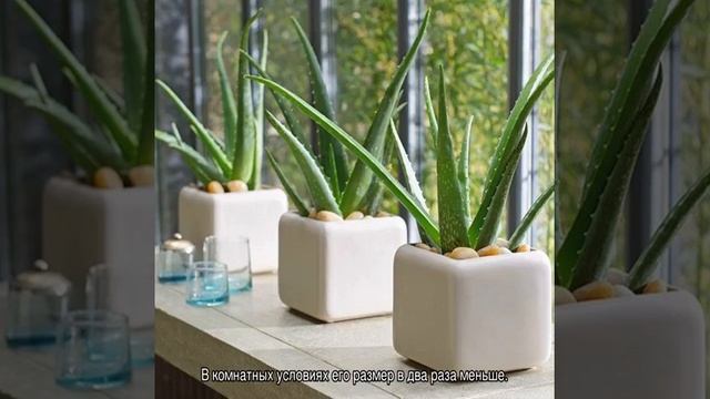 Цветок алоэ — как выглядит, виды и уход смотреть онлайн