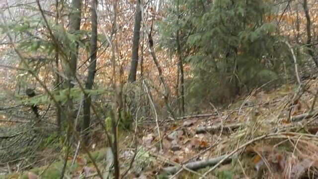 Что можно обнаружить в лесу за два часа поиска...90. смотреть онлайн