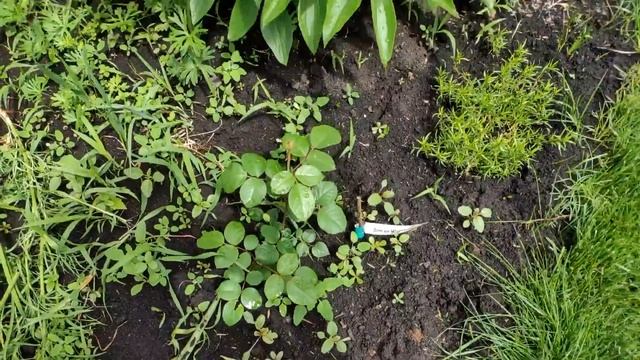 ? МНОГОЛЕТНИКИ Цветут и Радуют / ? РОЗЫ Только Начинают ЦВЕТЕНИЕ / ОБЗОР САДА на Начало Июня 2021 смотреть онлайн