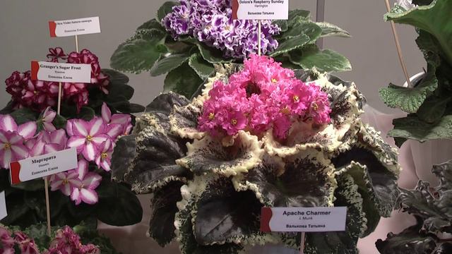 Фиалки смотреть онлайн