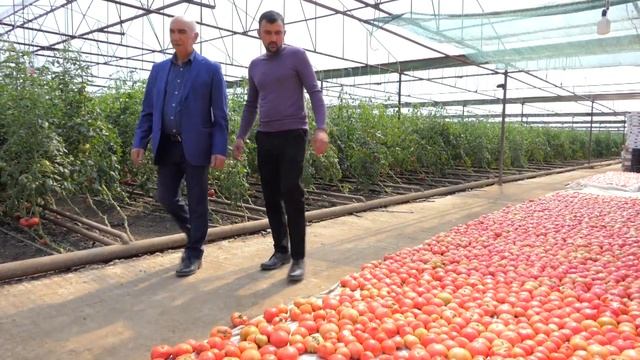 Помидоры "Парадайз" от фермера Мустафы Фатуллаева- #ПланетаАгро смотреть онлайн