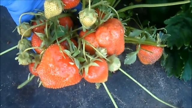 ХЕПИЛ. Куда уж крупнее!? смотреть онлайн