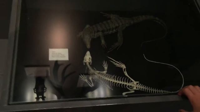 Luonnontieteellinen museo in Helsinki. Музей естествознания (Хельсинки) смотреть онлайн