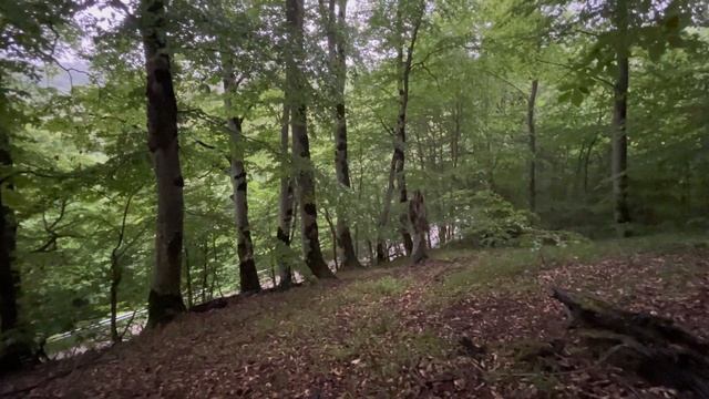 Белые Грибы,Лисички и Подберезовики,а так же Гериций и Боровик Королевский!Дубово-Буковый поход 202 смотреть онлайн