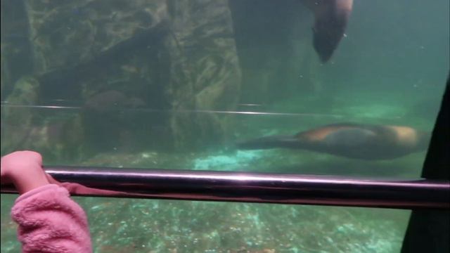 ИДЕМ В ПЕРВЫЙ РАЗ В ОКЕАНАРИУМ РИО #Москва_детям смотреть онлайн