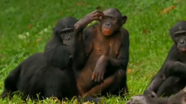 Love Of Bonobos#bonobos Vs Chimpanzee#wild Wives Of Africa