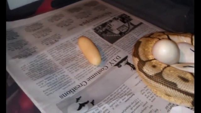 Unexpected Bumblbee Ball python Laid Eggs???!! смотреть онлайн