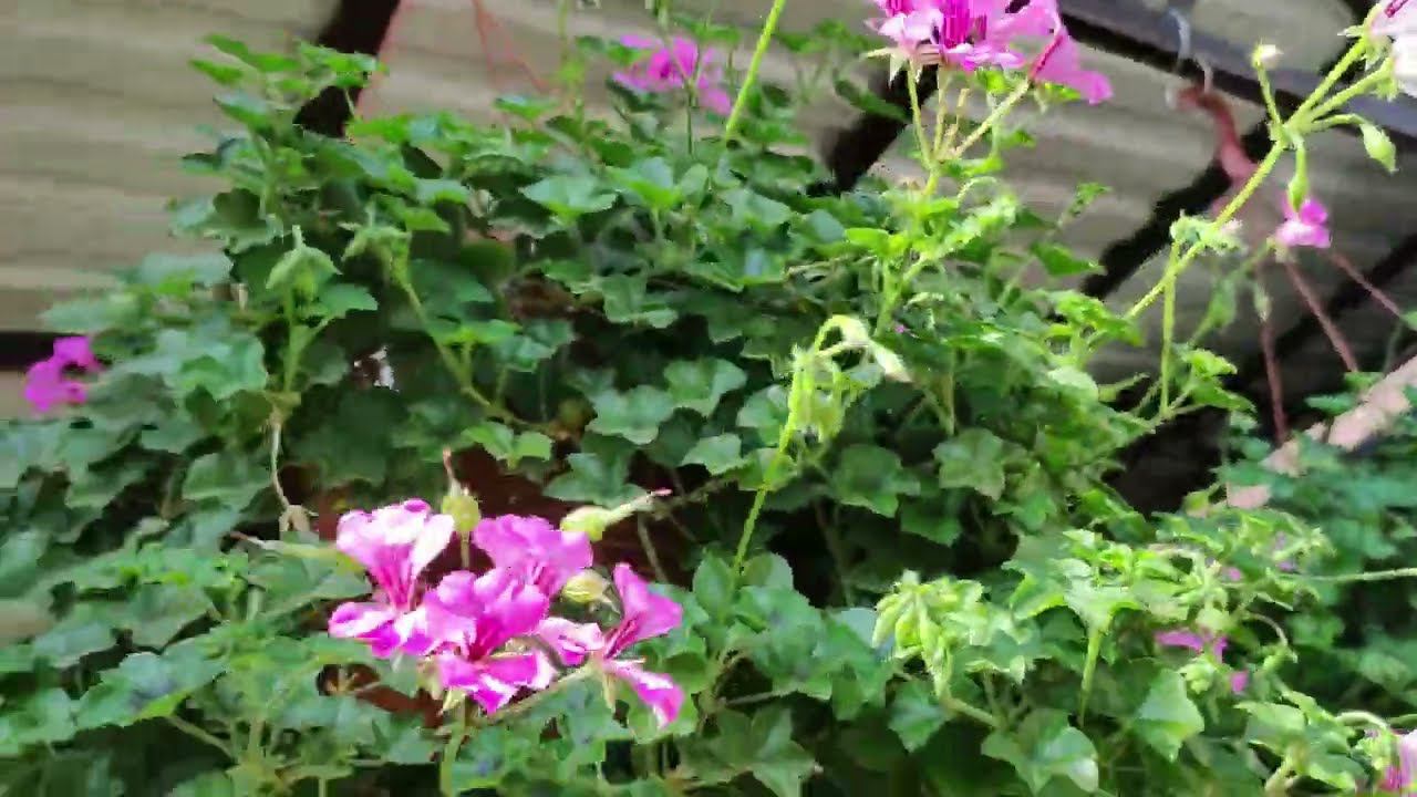 Как сохранить пеларгонию зимой. Осенняя обрезка для пышного куста. Подготовка пеларгоний к зимовке. смотреть онлайн