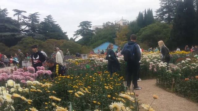 Хризантемы!!! смотреть онлайн