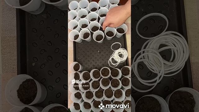 ПОДГОТОВКА СТАКАНЧИКОВ К ПОСАДКЕ РАССАДЫ. ОГОРОД НА КУБАНИ. shorts# смотреть онлайн