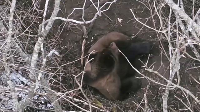 Bear's lair. Drone DJI Mavic 3T thermal. Nature wildlife смотреть онлайн