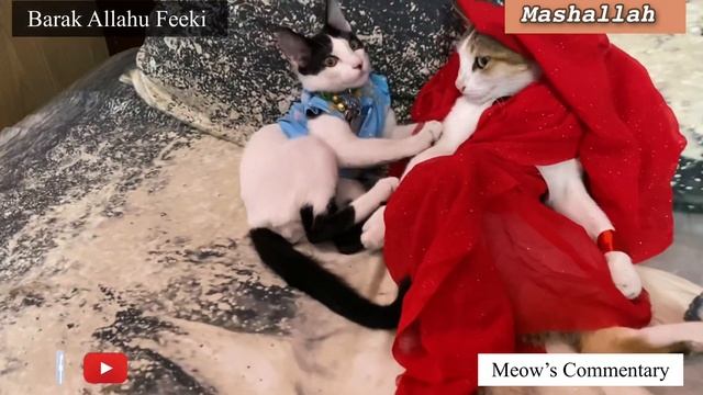Google-java weeding || cat || cat’s wedding || cute funny cats ||Meows Commentary смотреть онлайн