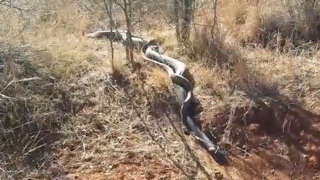 Biggest African Rock Python EVER Caught on Camera!! HUGE SNAKE !! смотреть онлайн
