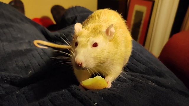 Carl the pet rat likes boiled potato смотреть онлайн
