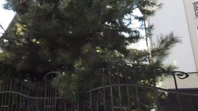 Элитный район Калининграда - Амалиенау. Цены на недвижимость смотреть онлайн